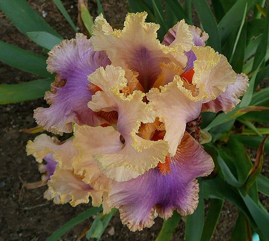 7 Fab Reasons to Plant Bearded Iris