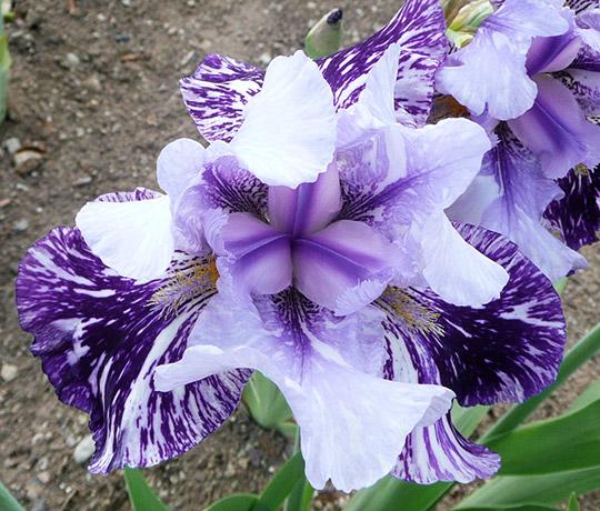 7 Fab Reasons to Plant Bearded Iris