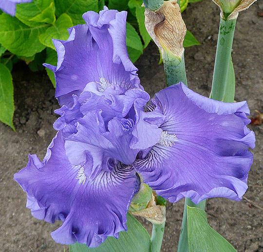 7 Fab Reasons to Plant Bearded Iris