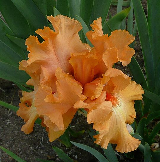 7 Fab Reasons to Plant Bearded Iris