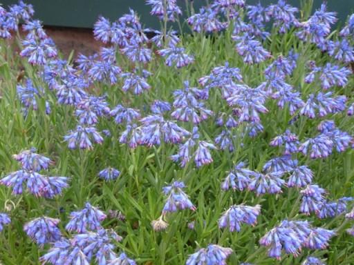 blue moltkia patraea in flower