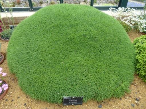 large round mound of dianthus erinaceus