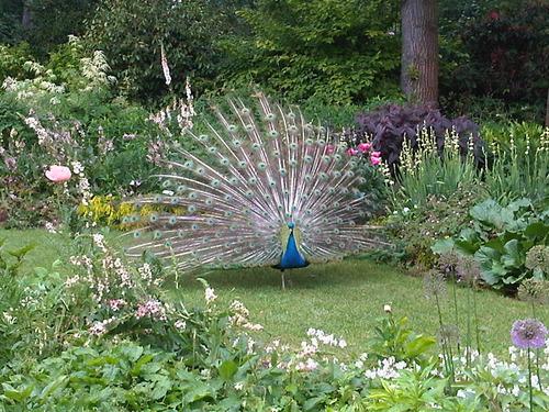 Whilst doing Yoga at the Park Floral, on Sunday morning, in Paris, I got a visit from this little guy, who seemed to be on the hunt for a female friend. As much as I admire his beautiful feathers - alas I was not the girl for him and off he went, stomping his feet and showing off those stunning colours! lol
xoxo LLM