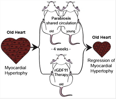 Young blood makes younger hearts (and brains) - also, aging resistant brains