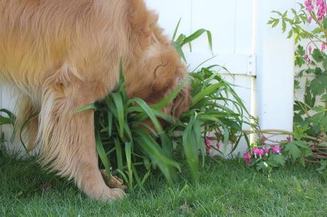 On the Lookout!