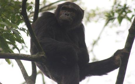 chimp in Nyungwe Forest Rwanda