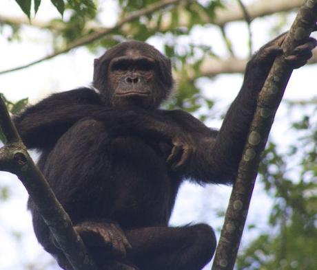 30 year old male chimp in Nyungwe Forest Rwanda