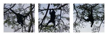 A juvenile chimp foraging for food in Nyungwe Forest, Rwanda.