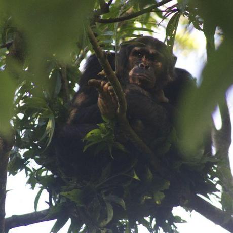 staring contest with a chimp in Nyungwe Forest, Rwanda