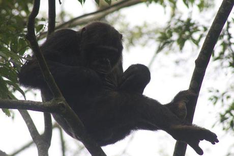 chimp inspecting his belly button