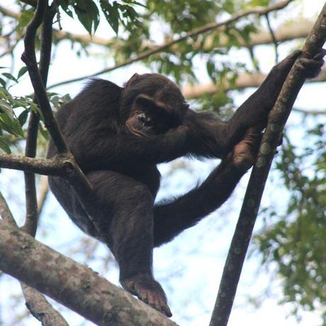 chimp resting in Nyungwe Forest in Rwanda.