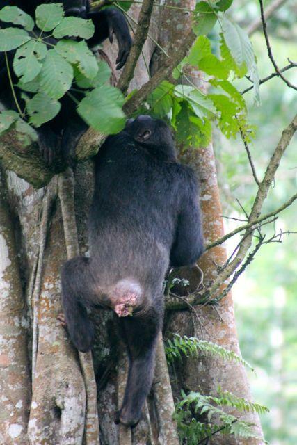 Chimp climbing up a tree in Nyungwe Forest, Rwanda