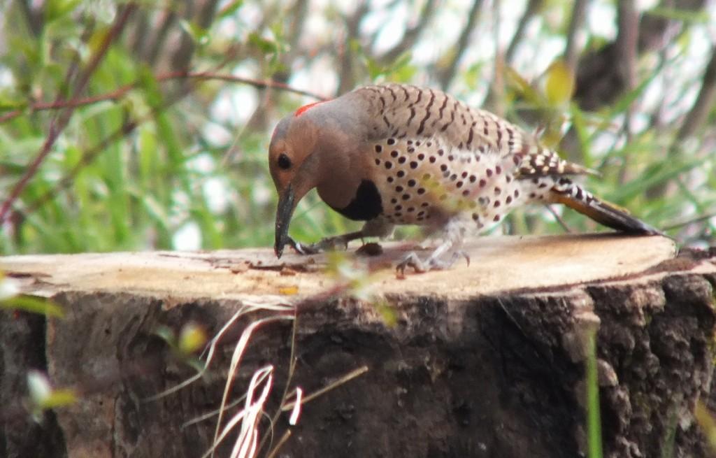 northern flicker - holds a grub in beak - oxtongue lake - ontario