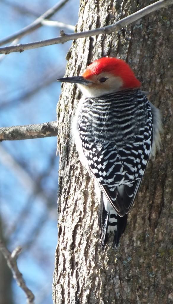 Red-bellied Woodpecker (Melanerpes carolinus) looks left on side of tree - Lynde Shores - Whitby - Ontario