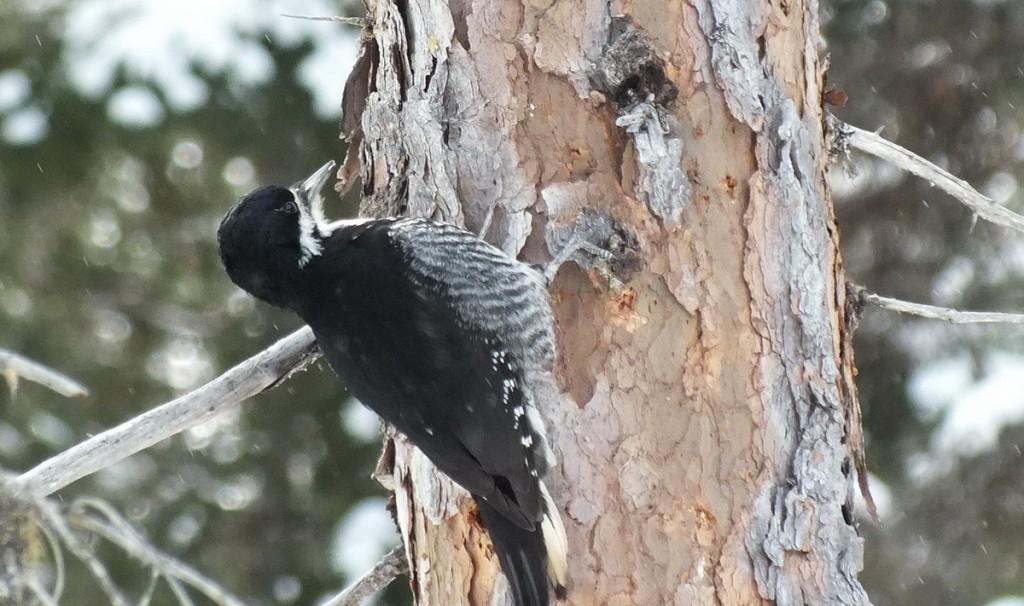 A Black-backed Woodpecker (Picoides arcticus) holds on tight to a tree in Algonquin Provincial Park - Ontario