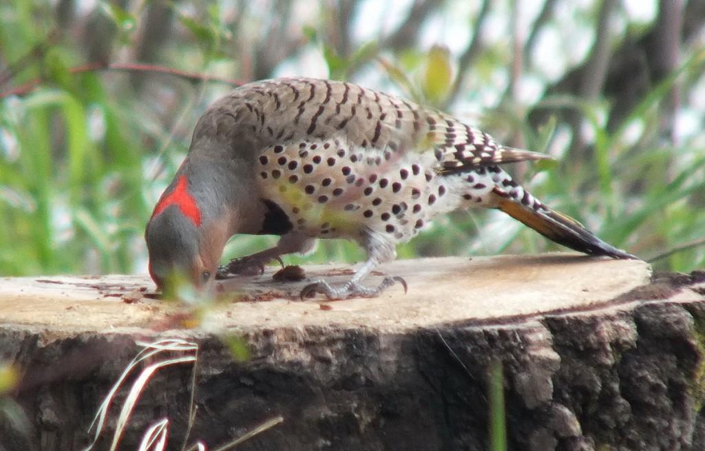 northern flicker - digs deep in stump for a grub - oxtongue lake - ontario