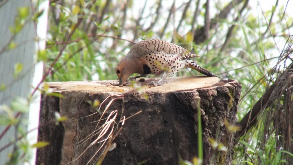 northern flicker - hunts for a grub in tree stump - oxtongue lake - ontario