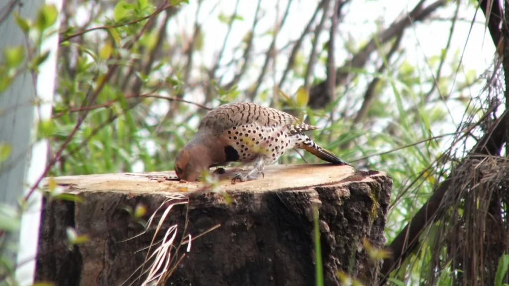 northern flicker - on the hunt for grubs - oxtongue lake - ontario