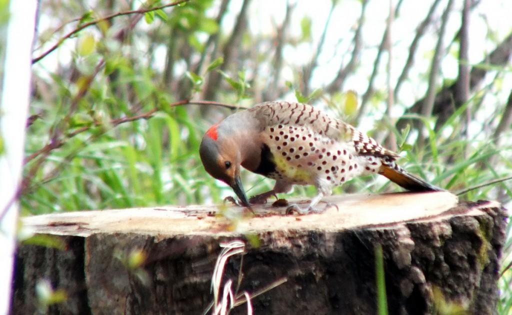 northern flicker - looks into hole in stump - oxtongue lake - ontario