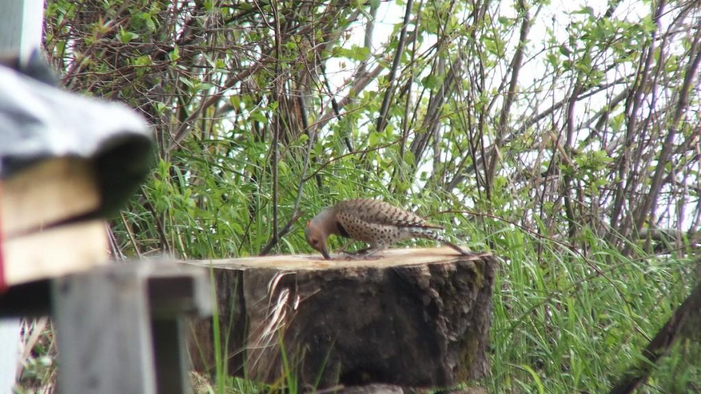 northern flicker hunts for bugs in stump - oxtongue lake - ontario