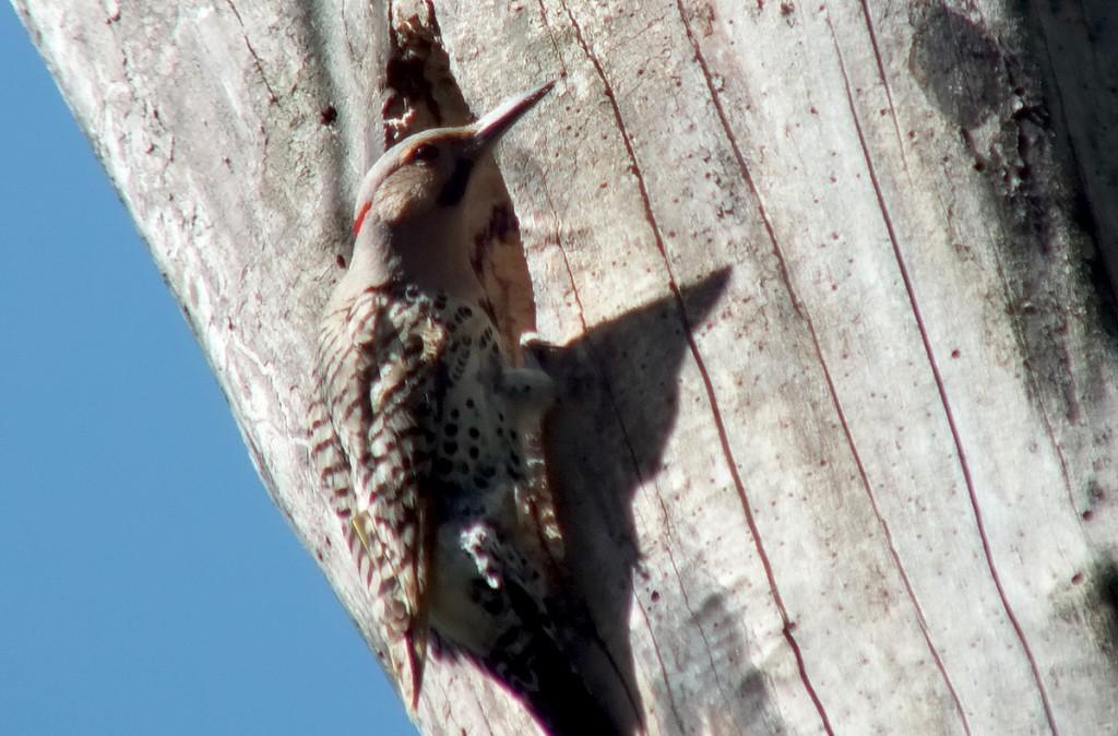 northern flicker - takes a good look right - thicksons woods - whitby - ontario