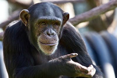 Protecting chimpanzees, at last