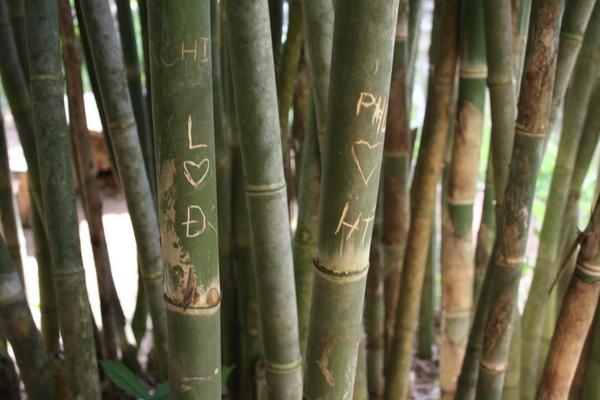 hue bamboo name carvings