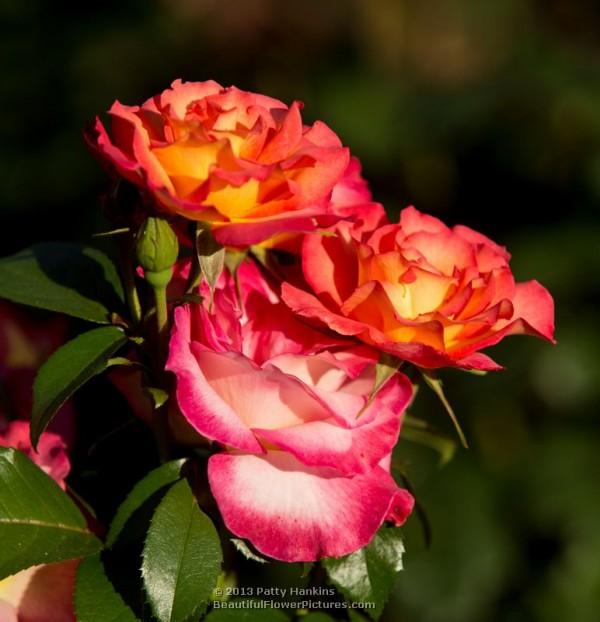 Rainbow Sorbet Roses © 2013 Patty Hankins