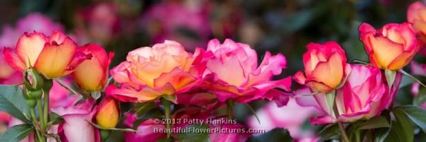 Rainbow Sorbet Roses © 2013 Patty HankinsRainbow Sorbet Roses © 2013 Patty Hankins