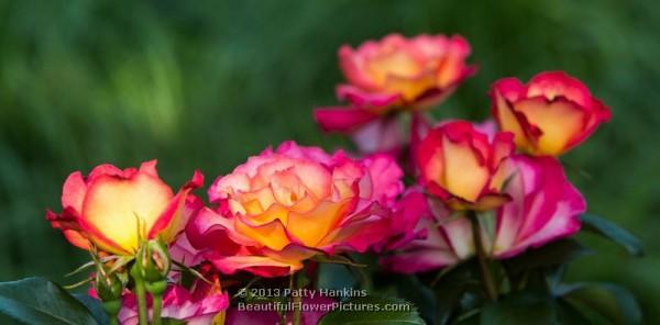 Rainbow Sorbet Roses © 2013 Patty Hankins
