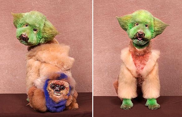 Enter the Unusual World of EXTREME DOG Grooming!