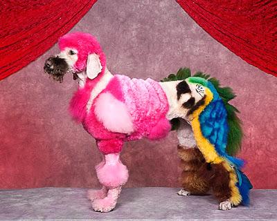 Enter the Unusual World of EXTREME DOG Grooming!