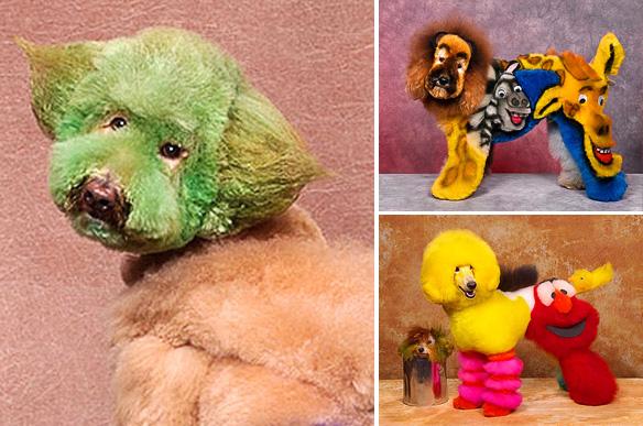 Enter the Unusual World of EXTREME DOG Grooming!