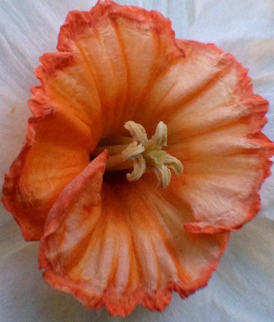 VEES NOTE CARD PARTY