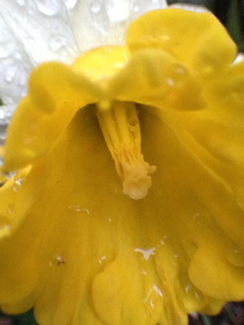 VEES NOTE CARD PARTY