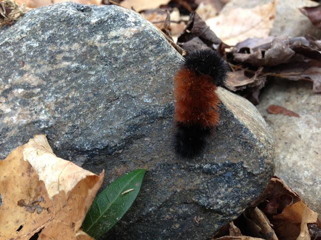 VEES NOTE CARD PARTY