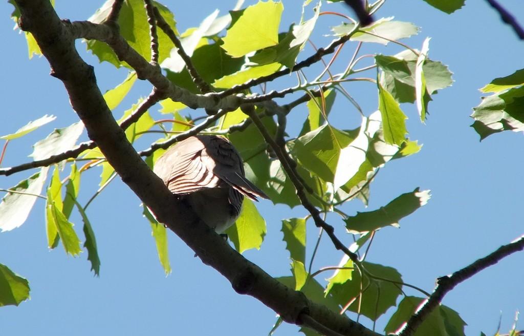 black billed cuckoo - back - forks of the credit provincial park - ontario