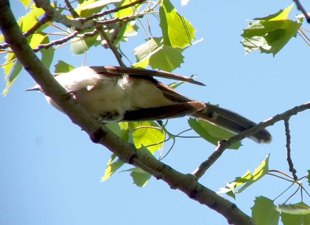 black billed cuckoo - long wing and tail feathers - forks of the credit - ontario