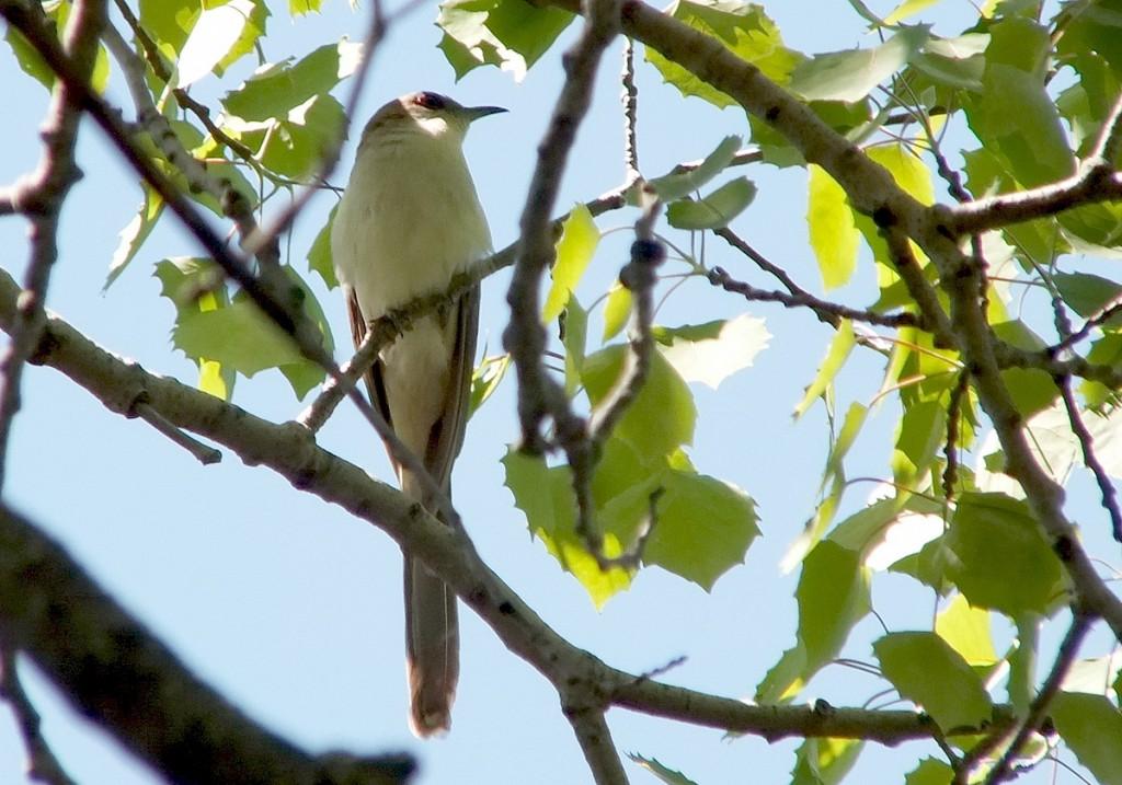 black billed cuckoo - gives us a look from tree - forks of the credit provincial park - ontario