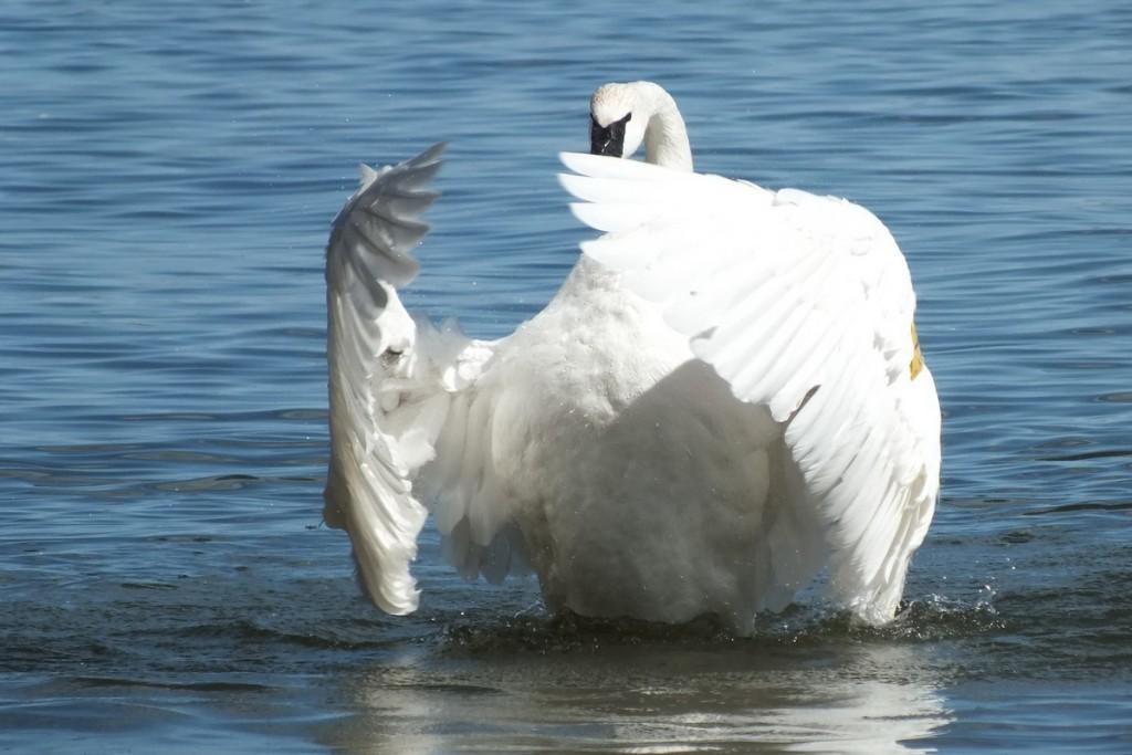 trumpeter swan holds its wings in front of its body