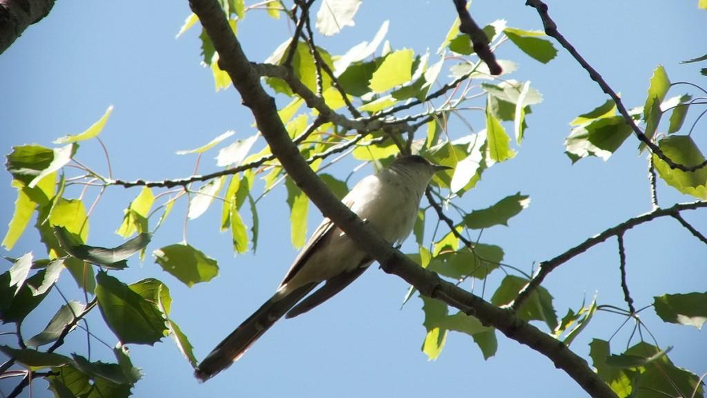 black billed cuckoo - in a tree  - forks of the credit provincial park - ontario