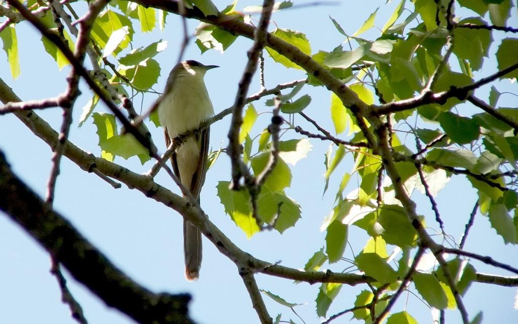 black billed cuckoo - sits in tree - forks of the credit provincial park - ontario