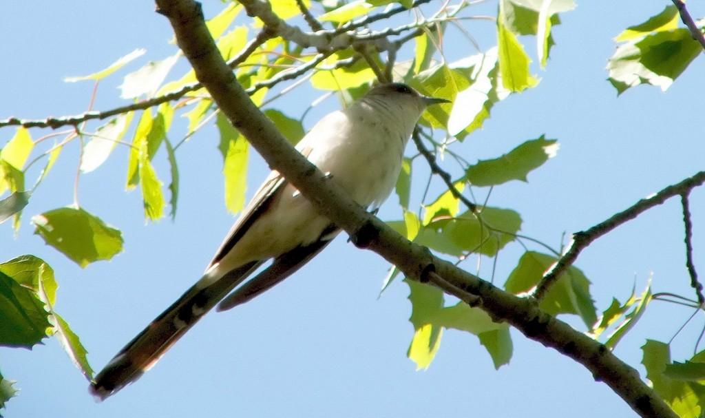 black billed cuckoo - sits on a branch - forks of the credit provincial park - ontario