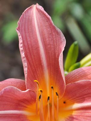 Day Lilies to Moonrise ... and Kittehs