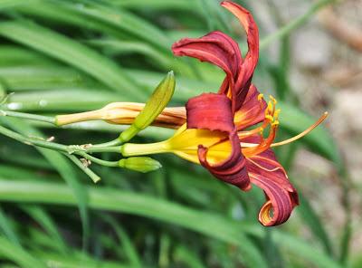 Day Lilies to Moonrise ... and Kittehs