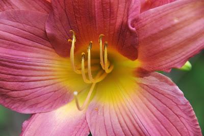 Day Lilies to Moonrise ... and Kittehs