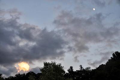 Day Lilies to Moonrise ... and Kittehs