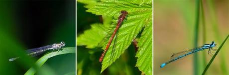 dragonflies-white-blue-red