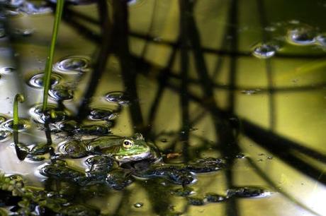 artborghi-frogs-3