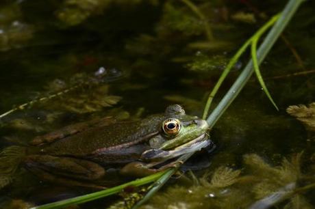 artborghi-frogs-2